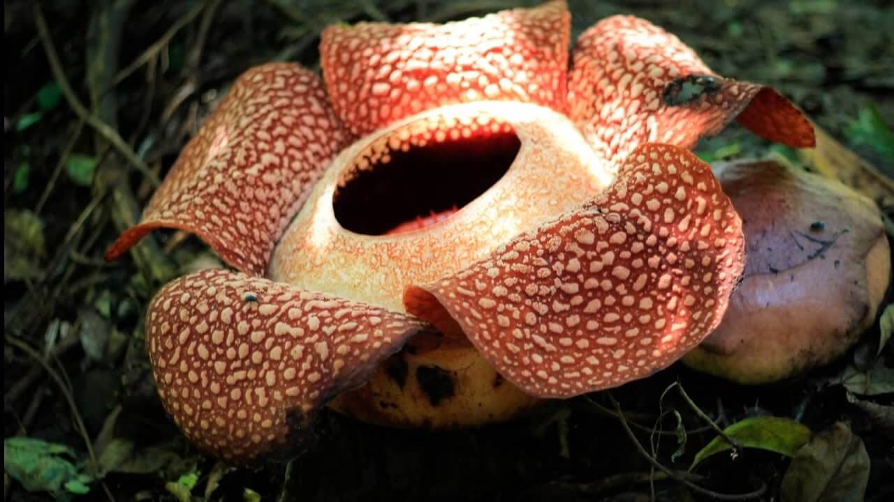 3 Tempat di Indonesia untuk Melihat Bunga Rafflesia